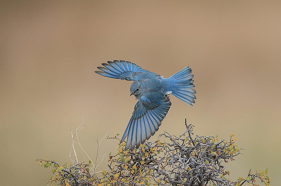 Bluebird Photograph - Bluebird Flight by Kelly Walkotten