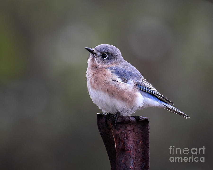Bluebird Gazing Photograph by Amy Porter