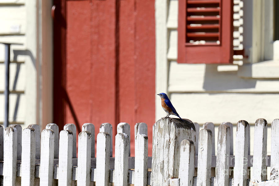 Bluebird in Colonial Times Photograph by Rachel Morrison