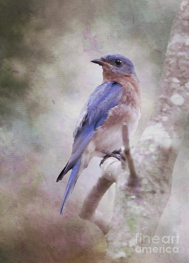 Bluebird in Dahlia Dreams Photograph by Michelle Tinger