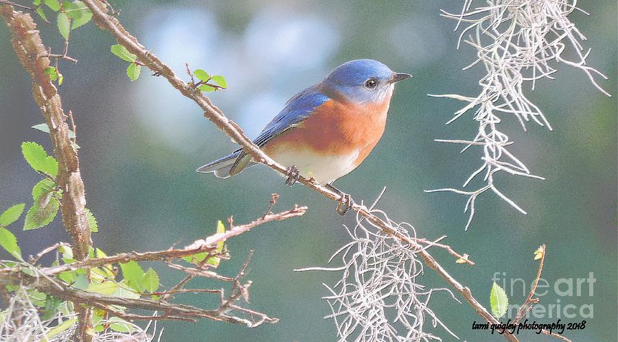 Bluebird In Dixie  Photograph by Tami Quigley