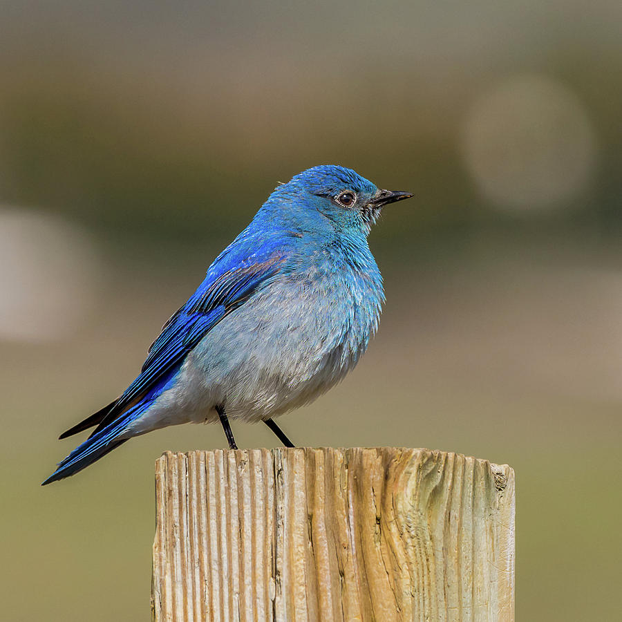 Bluebird In Morning Blue Photograph by Yeates Photography