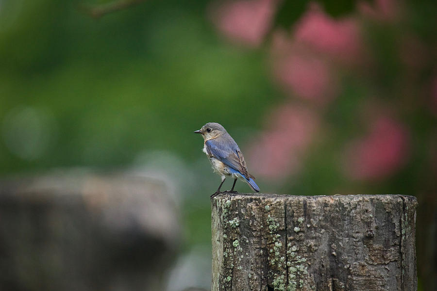 Bluebird In The Morning Photograph