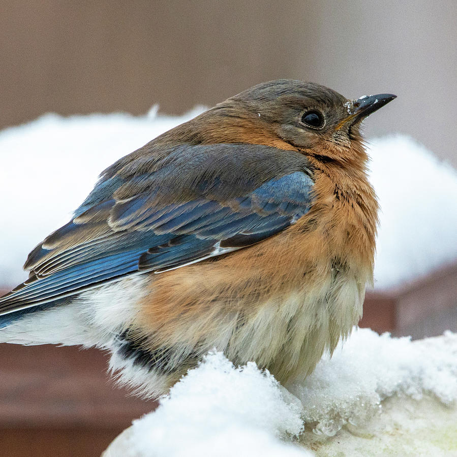 Bluebird in the snow Photograph by Karen Smale