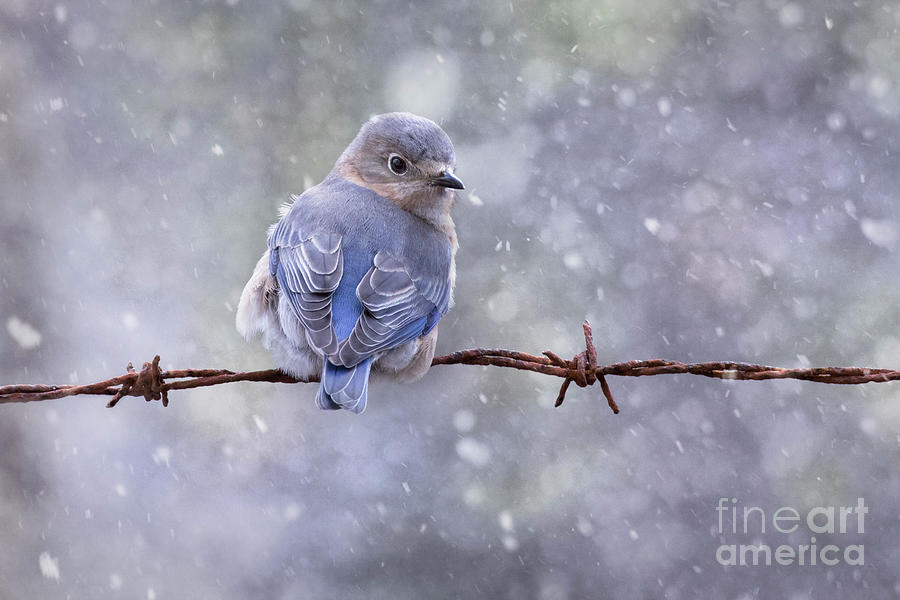 Bluebird in the Snow Photograph by Linda D Lester