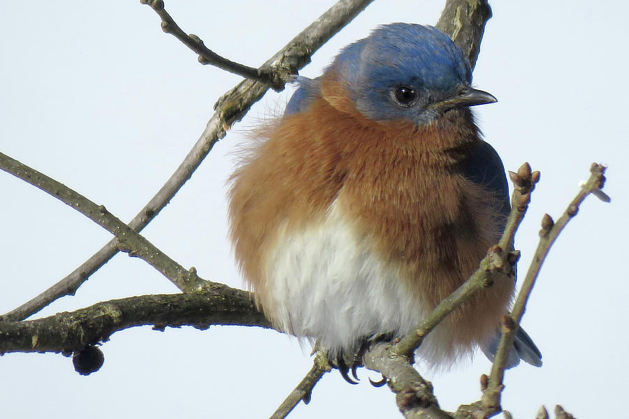 Bluebird In Winter Photograph by Johnnie Davis - Pixels