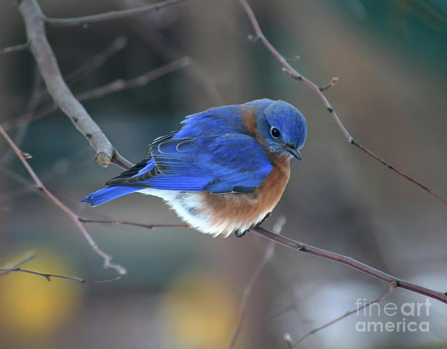 Bluebird in Winter Photograph by Karen Adams