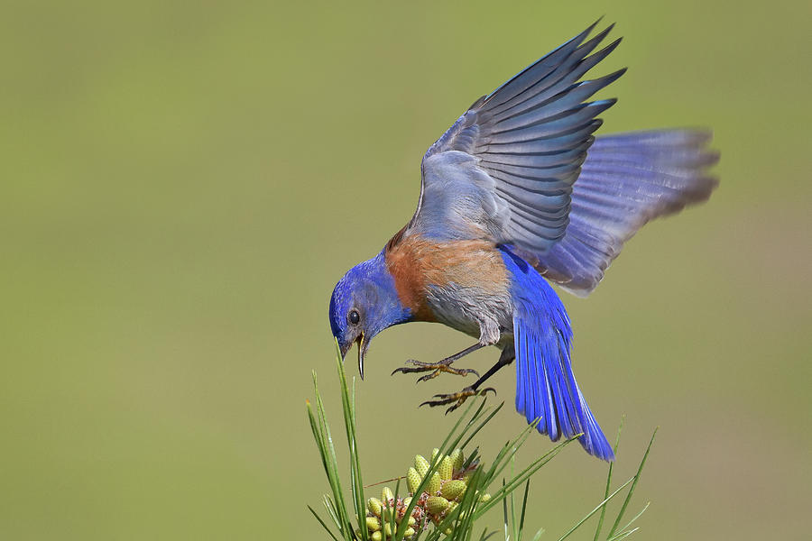 Bluebird Photograph by Mallardg500