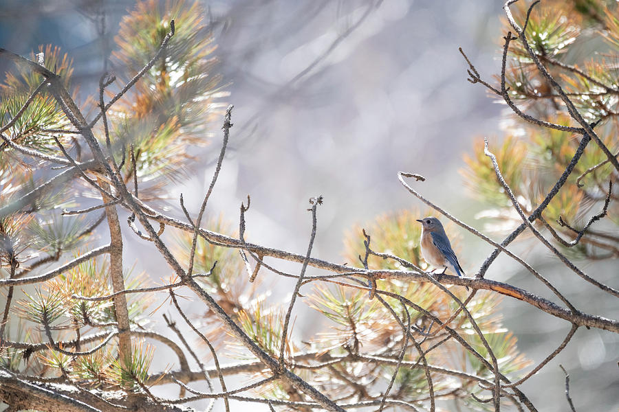Bluebird of Happiness Photograph by Brian Hale