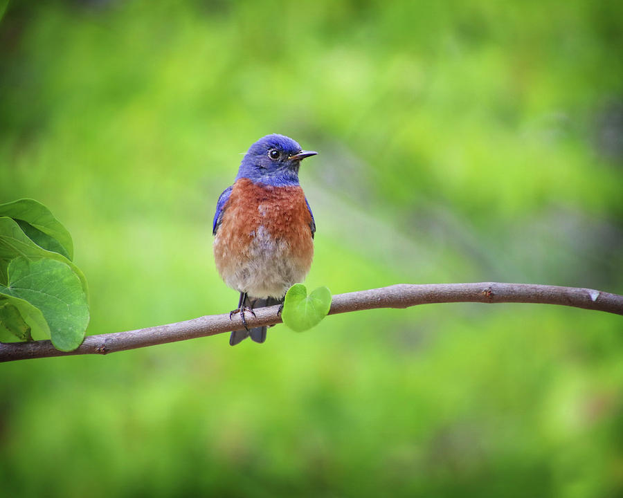 Bluebird of Happiness Photograph by Diana Haronis