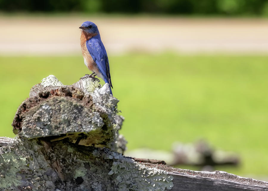 Bluebird of Spring Photograph by Susan Rissi Tregoning