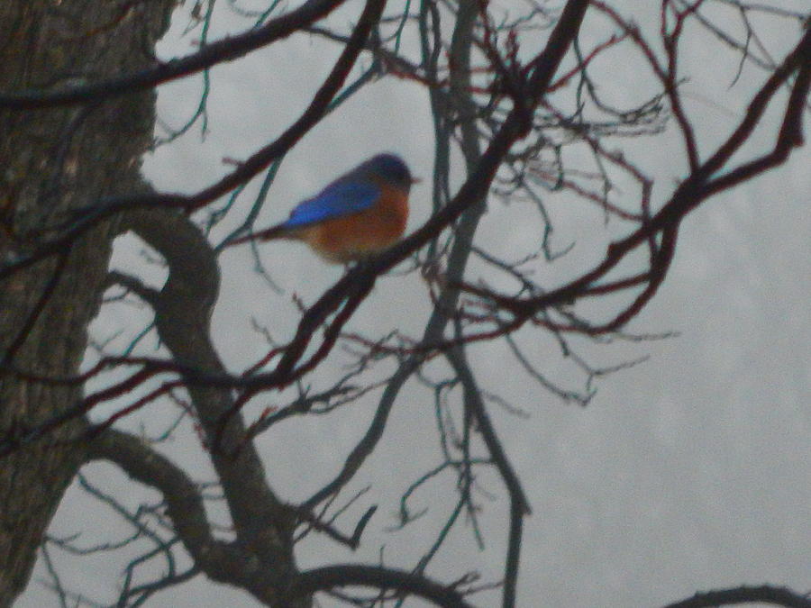 Bluebird On A Foggy Morning Photograph by Virginia White