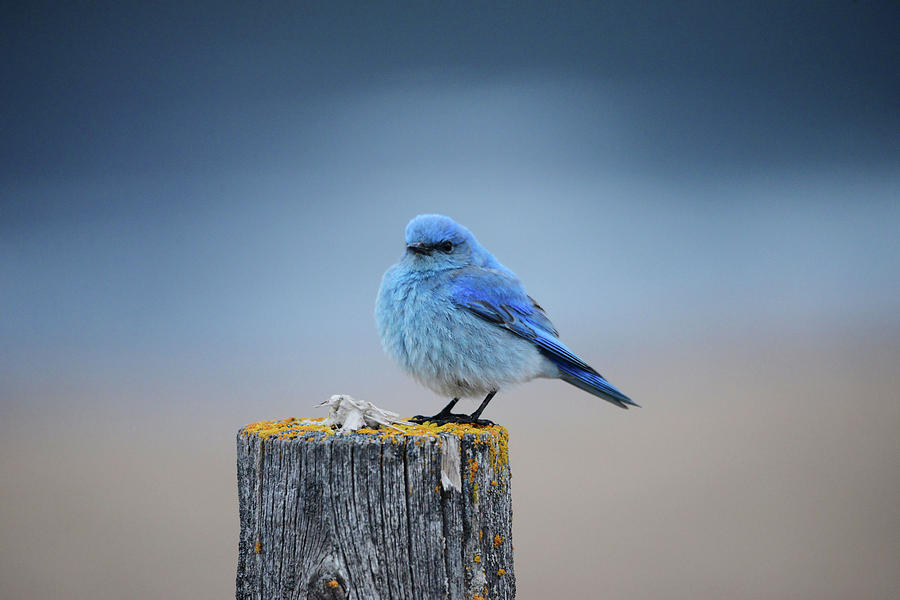 Bluebird on a Post Photograph by Whispering Peaks Photography