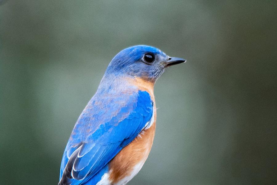 Bluebird Portrait Photograph