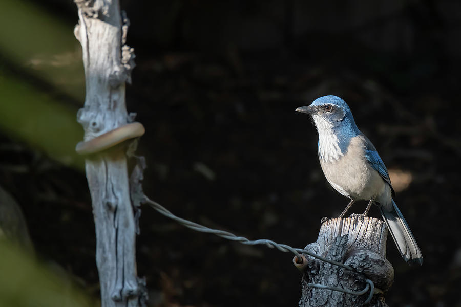Bluebird by Rick J Brown Bluebird by Rick J Brown