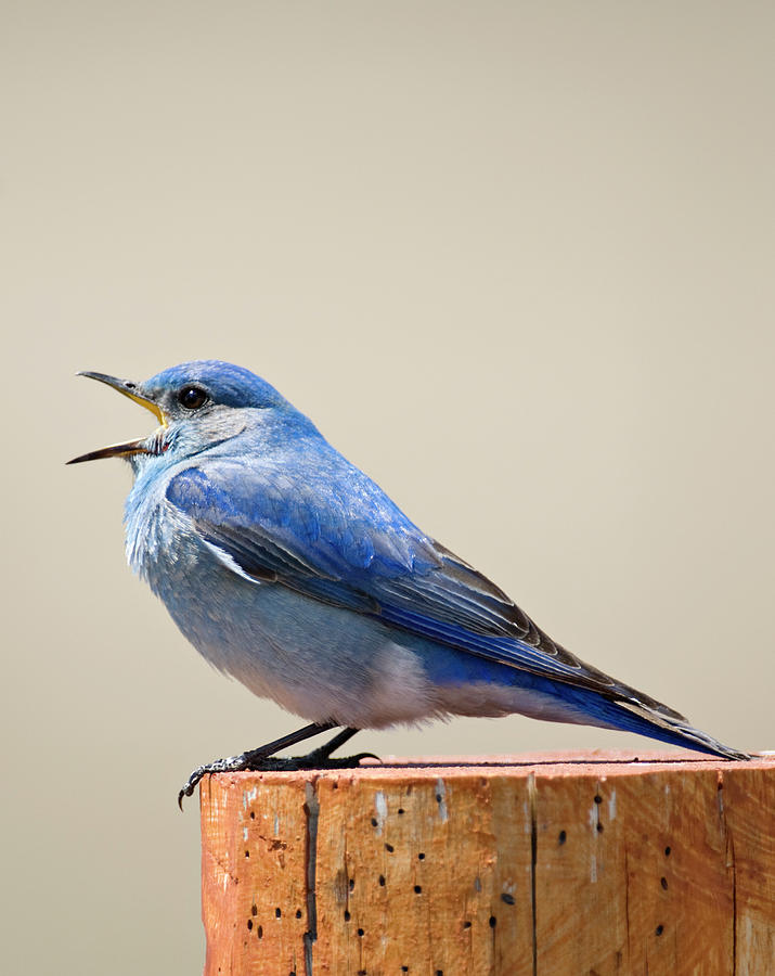 Bluebird Singing Photograph by Judilen