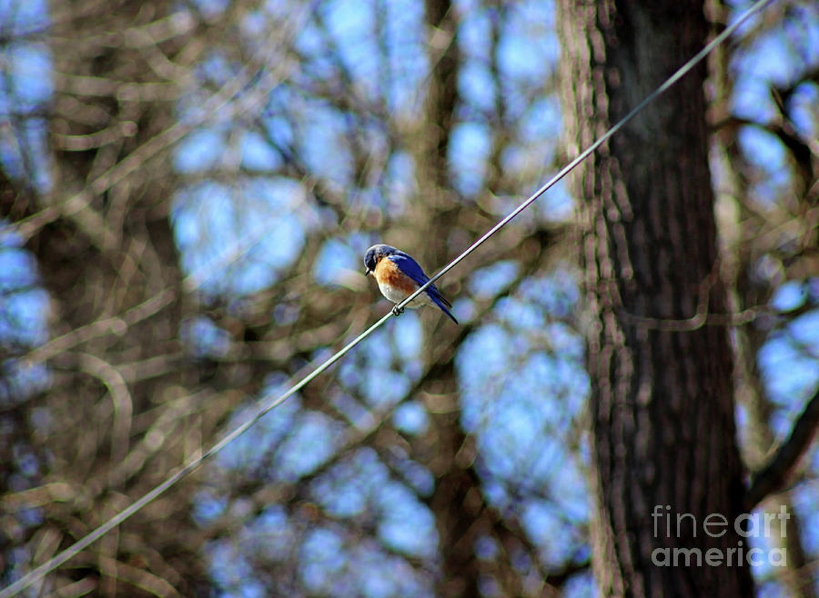 Bluebird Sitting on a Wire Photograph by Karen Adams