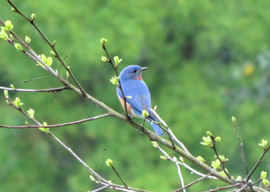 Bluebird Sitting Pretty Photograph by Karen Stansberry