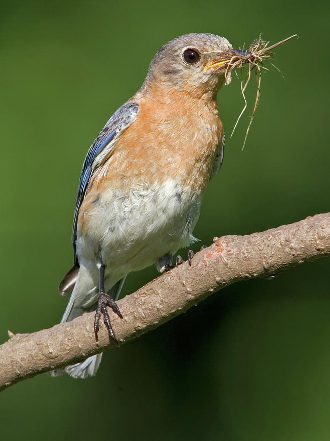 Bluebird with Nesting Material Photograph by Jerry Fornarotto