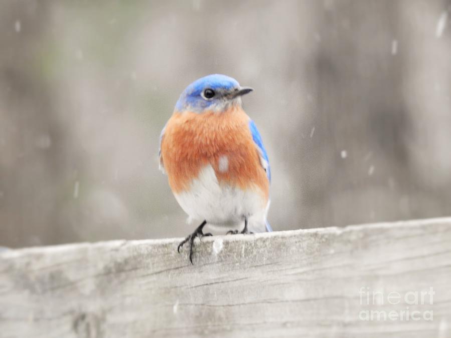 Bluebird with Snow by Eunice Miller Bluebird with Snow by Eunice Miller