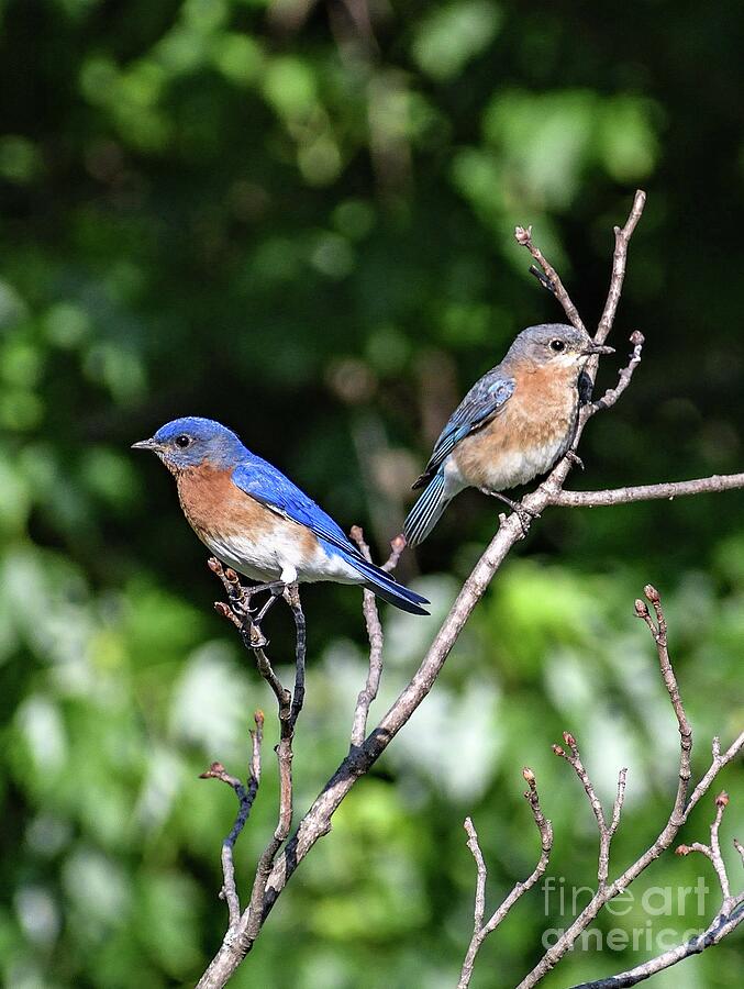 Bluebirds Of Happiness Photograph