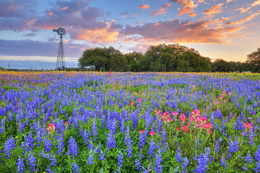 Spring Photograph - Bluebonnet and Windmill Sunrise in South Texas 3192 by Rob Greebon