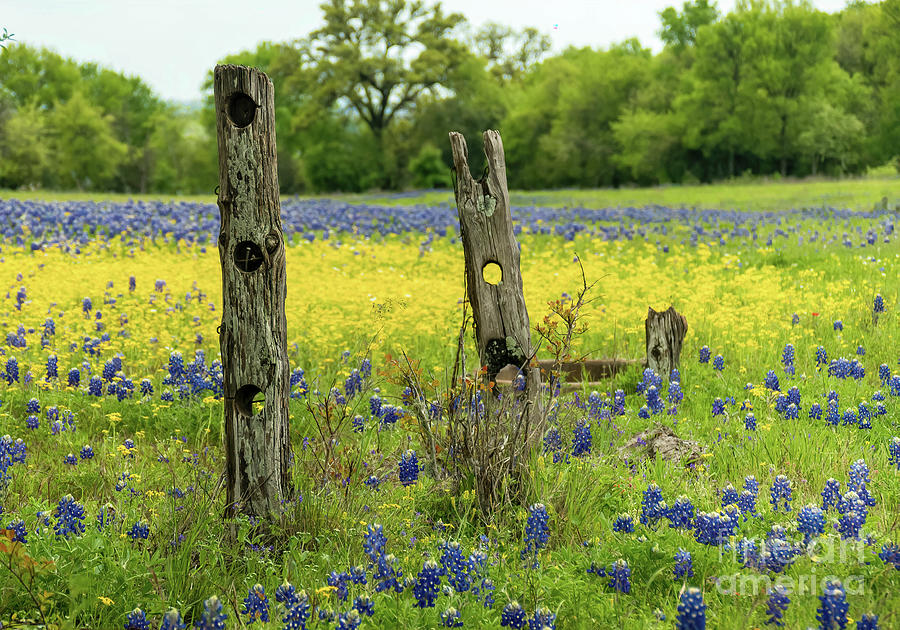 Bluebonnet Dueling Posts Digital Art by Elijah Knight | Fine Art America