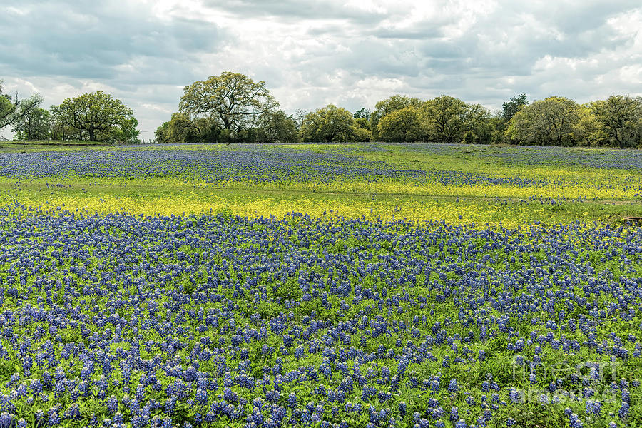 Bluebonnet field 2 by Elijah Knight Bluebonnet field 2 by Elijah Knight