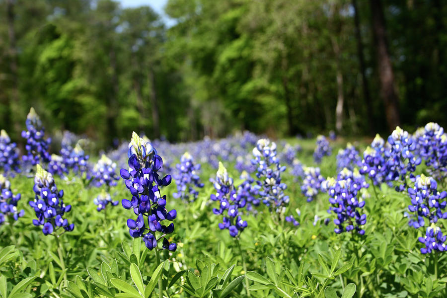 Bluebonnet Field In Spring. Flowers Photograph by Fstop123