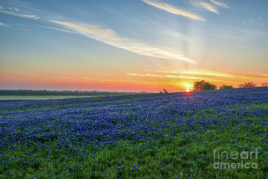 Bluebonnet Images - Bluebonnets Sunrise Photograph by Bee Creek ...