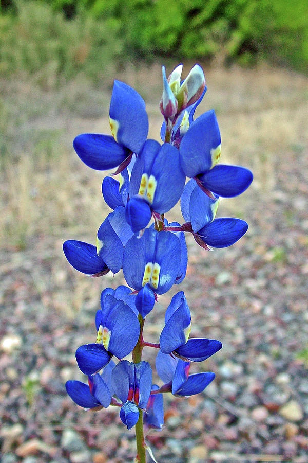 Bluebonnet in Big Bend National Park, Texas  Photograph by Ruth Hager