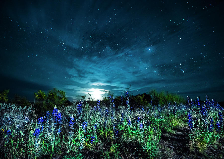 Bluebonnet Moonrise Photograph