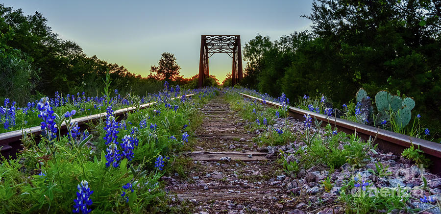 Sunset Photograph - Bluebonnet railroad by Paul Quinn