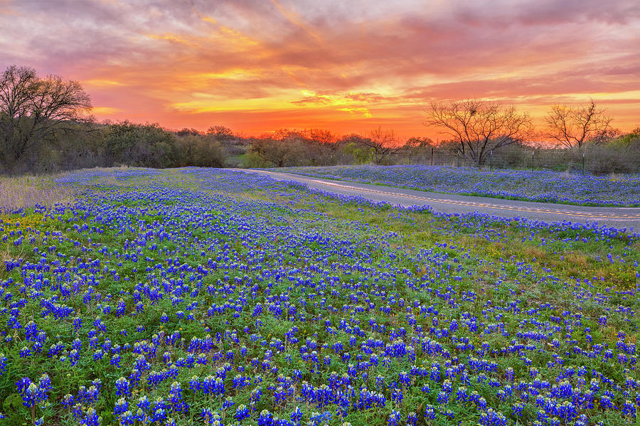 Bluebonnet Road at Sunset 3221 Photograph by Rob Greebon | Fine Art America