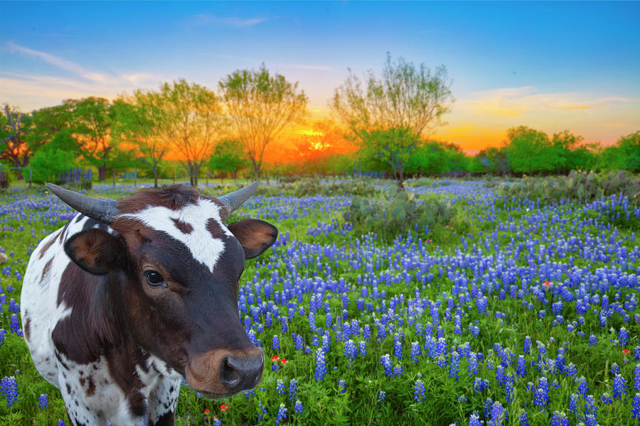 Bluebonnet Sunset and a Baby Longhorn 4081 Photograph by Rob Greebon
