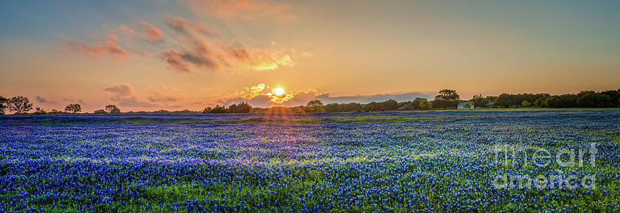 Bluebonnet Sunset Panorama - Texas Bluebonnet Pictures Photograph by