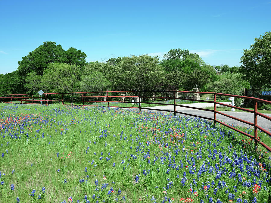 Bluebonnet Trail Ennis Texas V2 2019 by Rospotte Photography Bluebonnet Trail Ennis Texas V2 2019 by Rospotte Photography