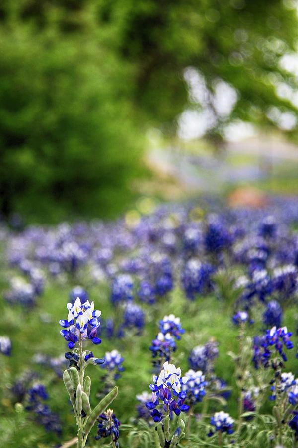 Bluebonnets 1 Photograph by See It In Texas