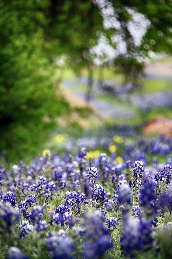 Bluebonnets 2 Photograph by See It In Texas