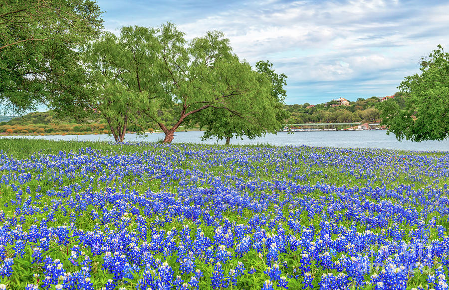 Bluebonnets Along the River Photograph by Bee Creek Photography - Tod ...