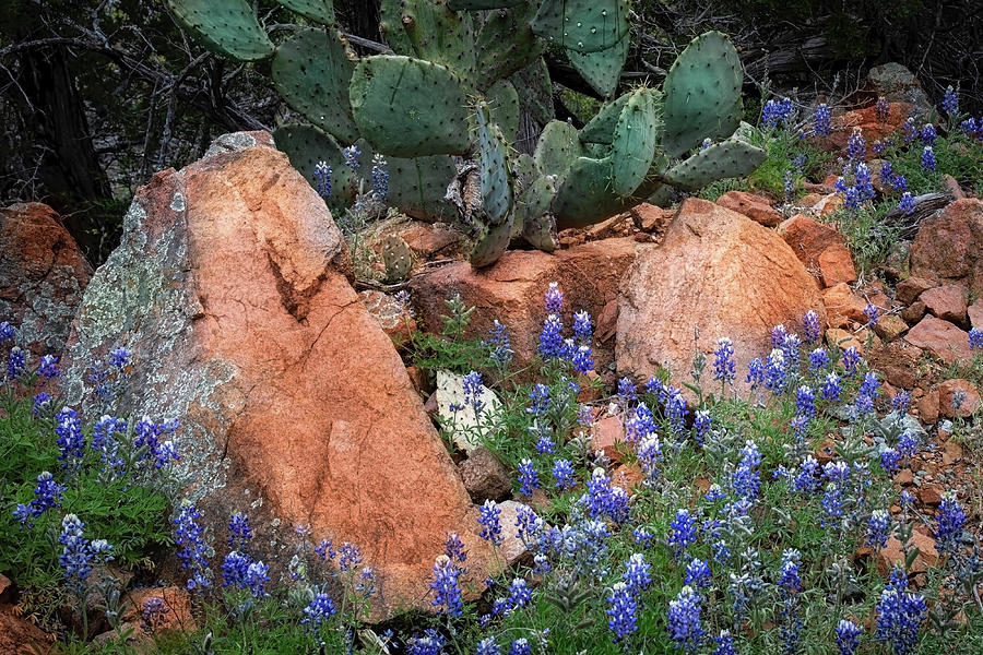 Bluebonnets Among Rocks and Cactus Photograph by Harriet Feagin