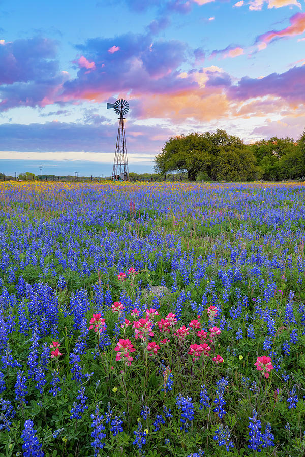 Bluebonnets and a Windmill 3181 Photograph by Rob Greebon - Pixels