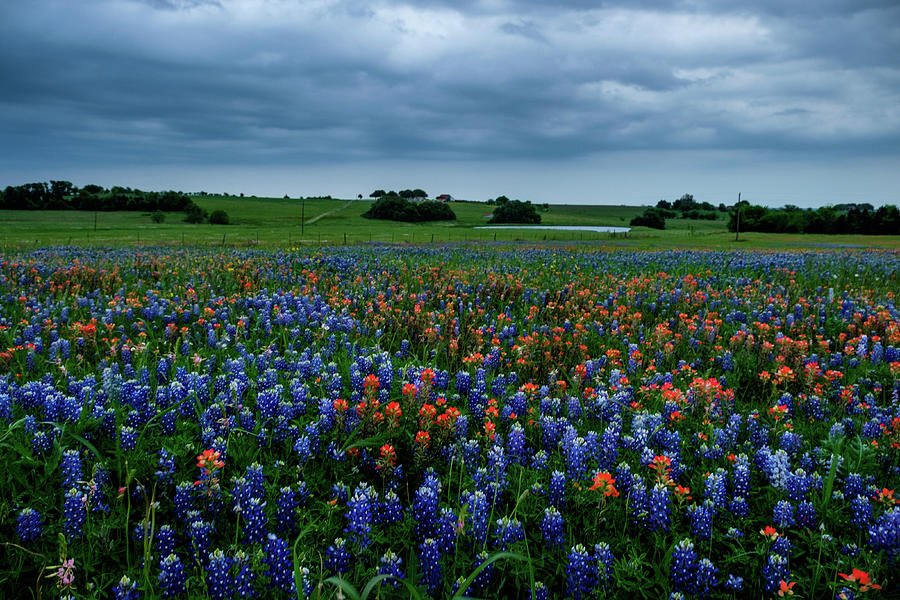 Bluebonnets and Brushes Photograph by Johnny Boyd