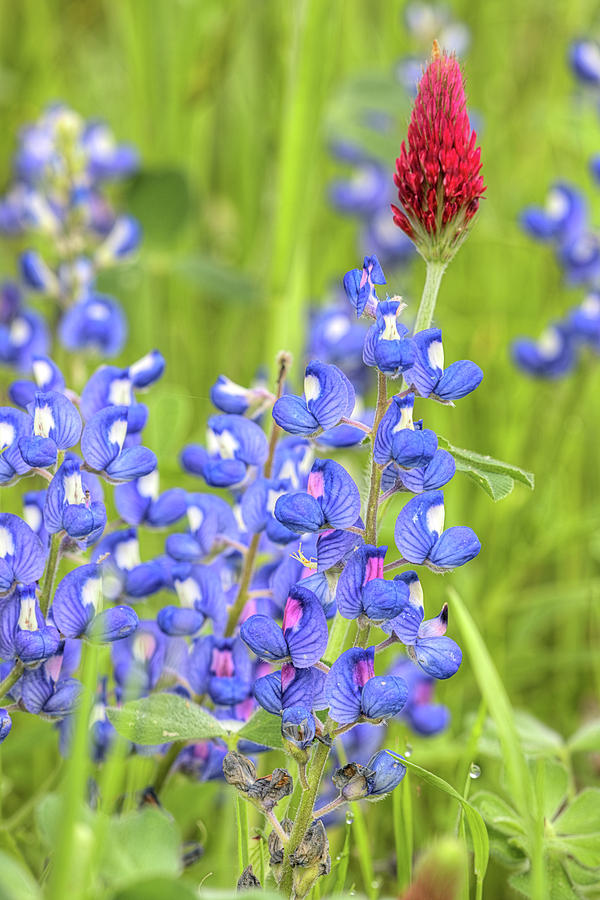 Bluebonnets and Clover Photograph by JC Findley