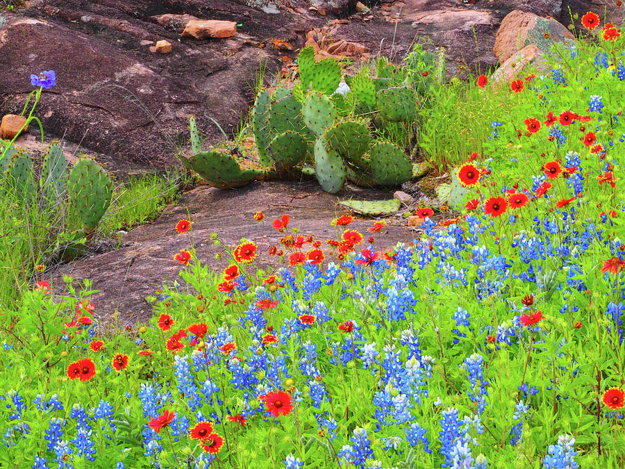 blue bonnet indian paintbrush tattoo blue bonnet indian paintbrush tattoo