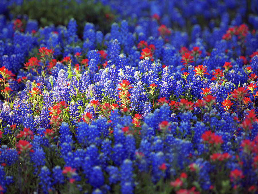 Bluebonnets And Indian Paintbrush Wild Photograph by Sandra L. Grimm
