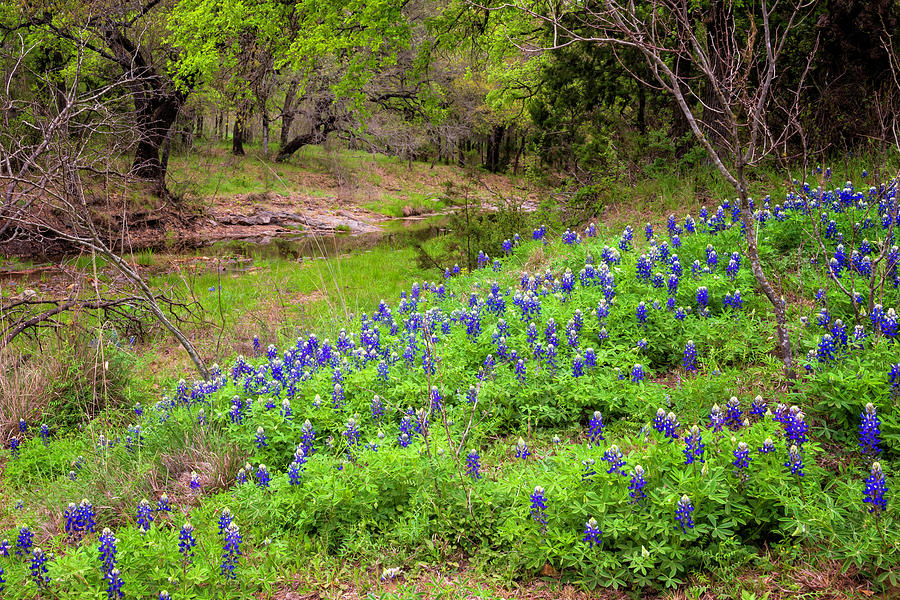 Bluebonnets And Old Oak Trees - Texas Hill Country Photograph by Brian Harig