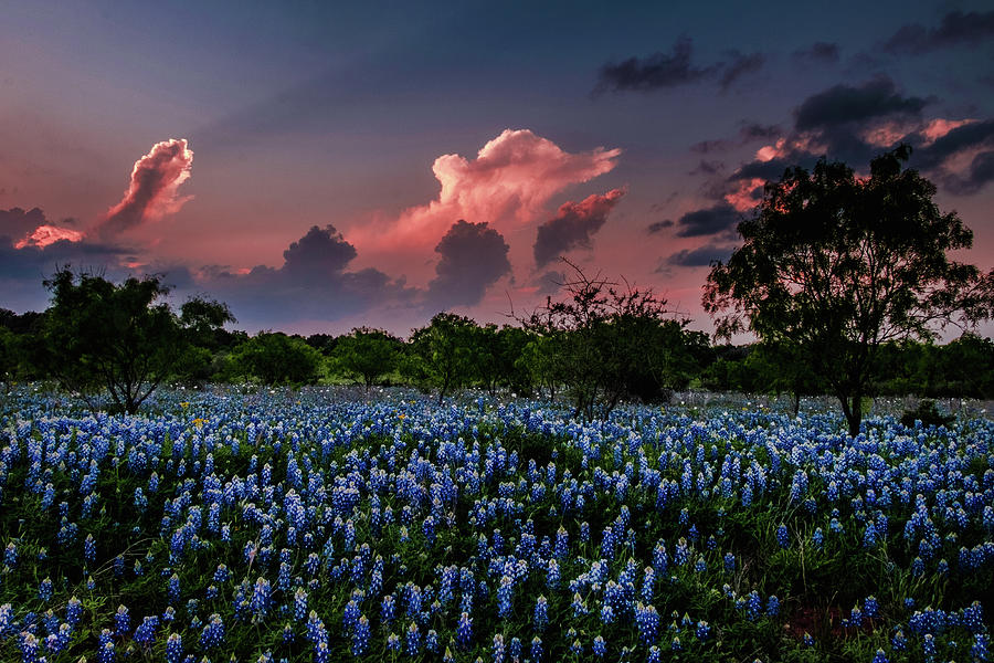 Bluebonnets and Storm Clouds Photograph by Johnny Boyd