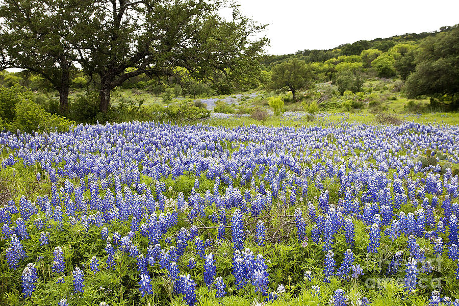 Bluebonnets and the Trees Photograph by A C Kandler - Fine Art America