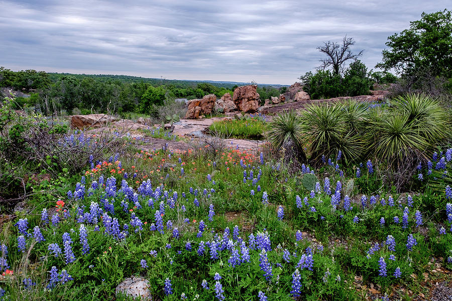 Bluebonnets and Yucca Photograph by Johnny Boyd